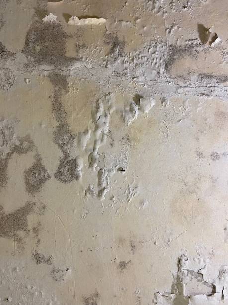 Best Post-Flood Mold Remediation in Bethel Island, CA